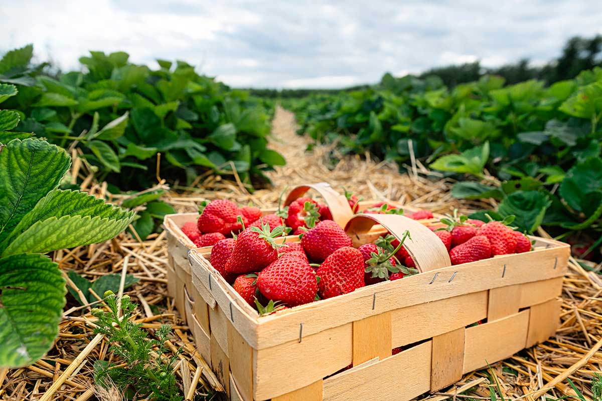 Zber čerstvých jahôd do košíka na farme