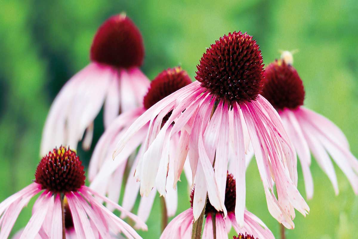 Echinacea bledá