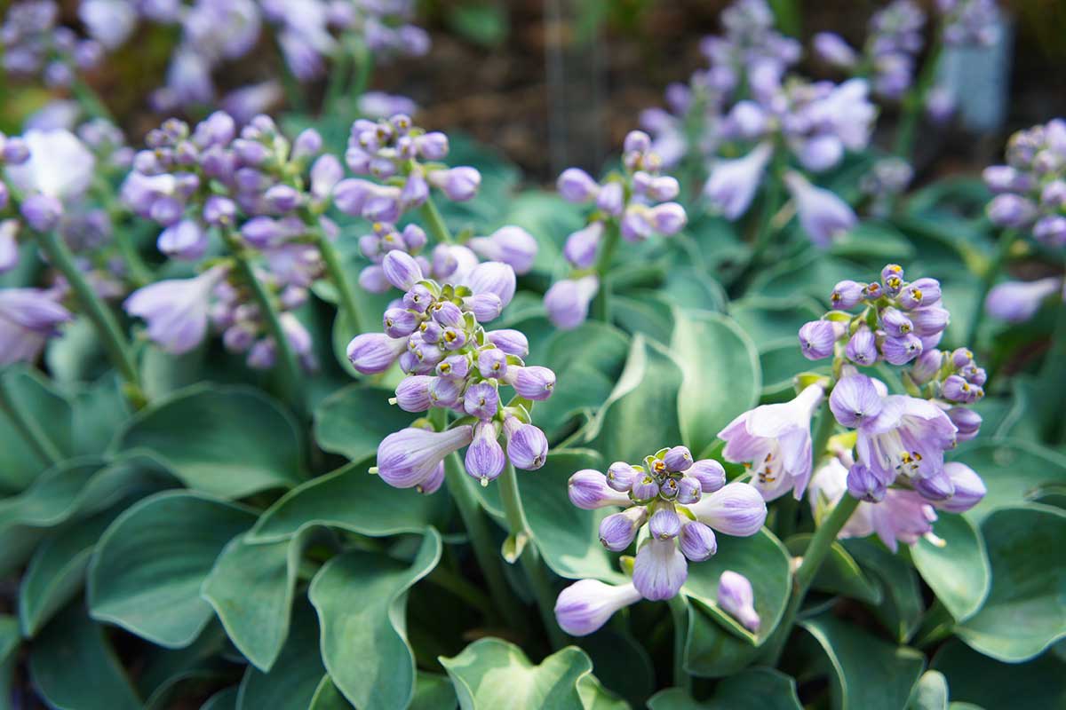 Funkia Hosta Blue Mouse Ears