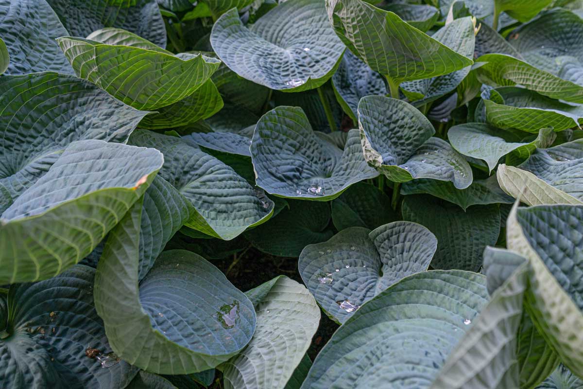 Funkia Hosta Elegans