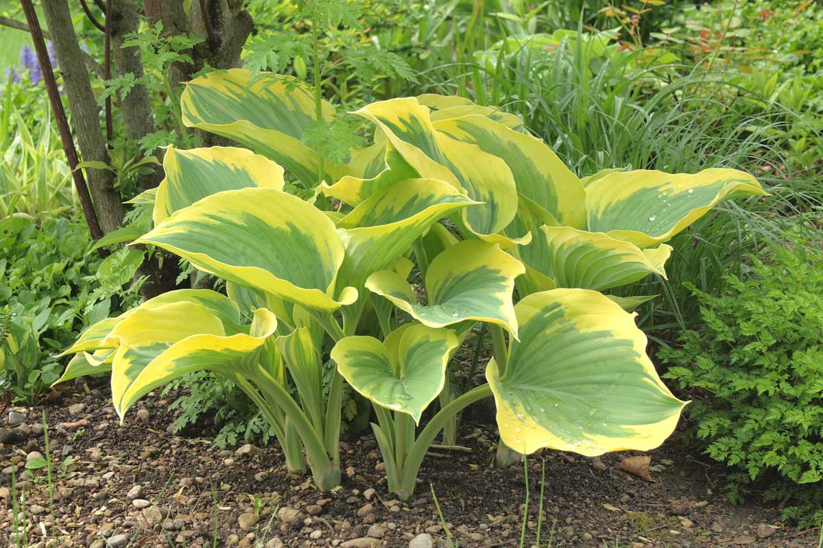 Funkia Hosta Liberty