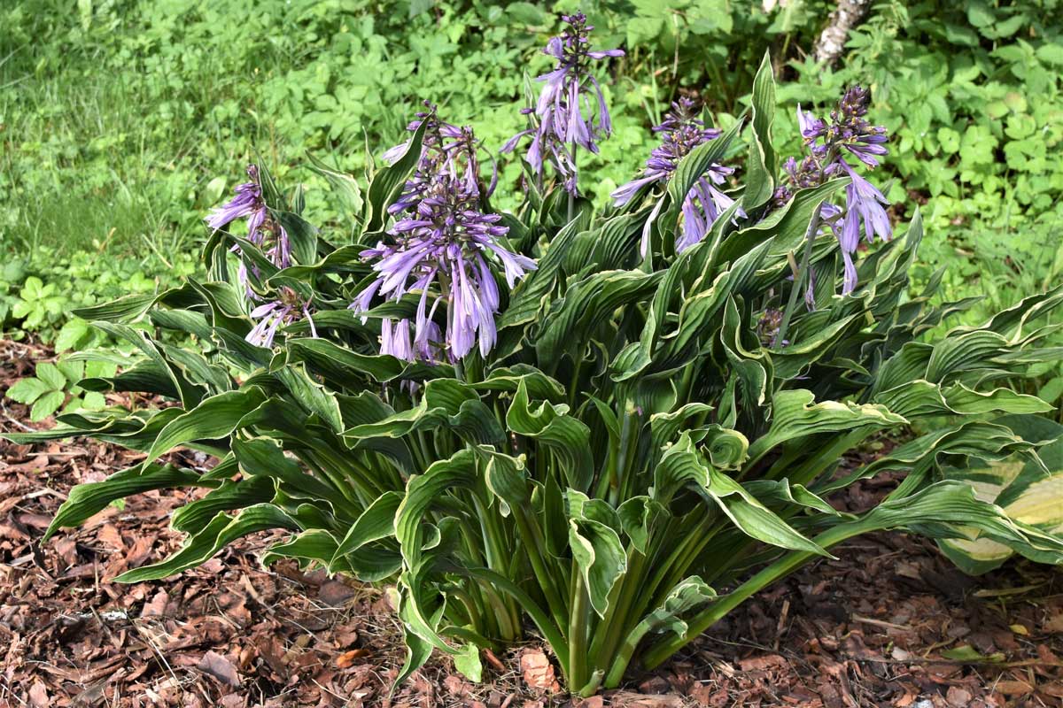 Funkia Hosta Praying Hands