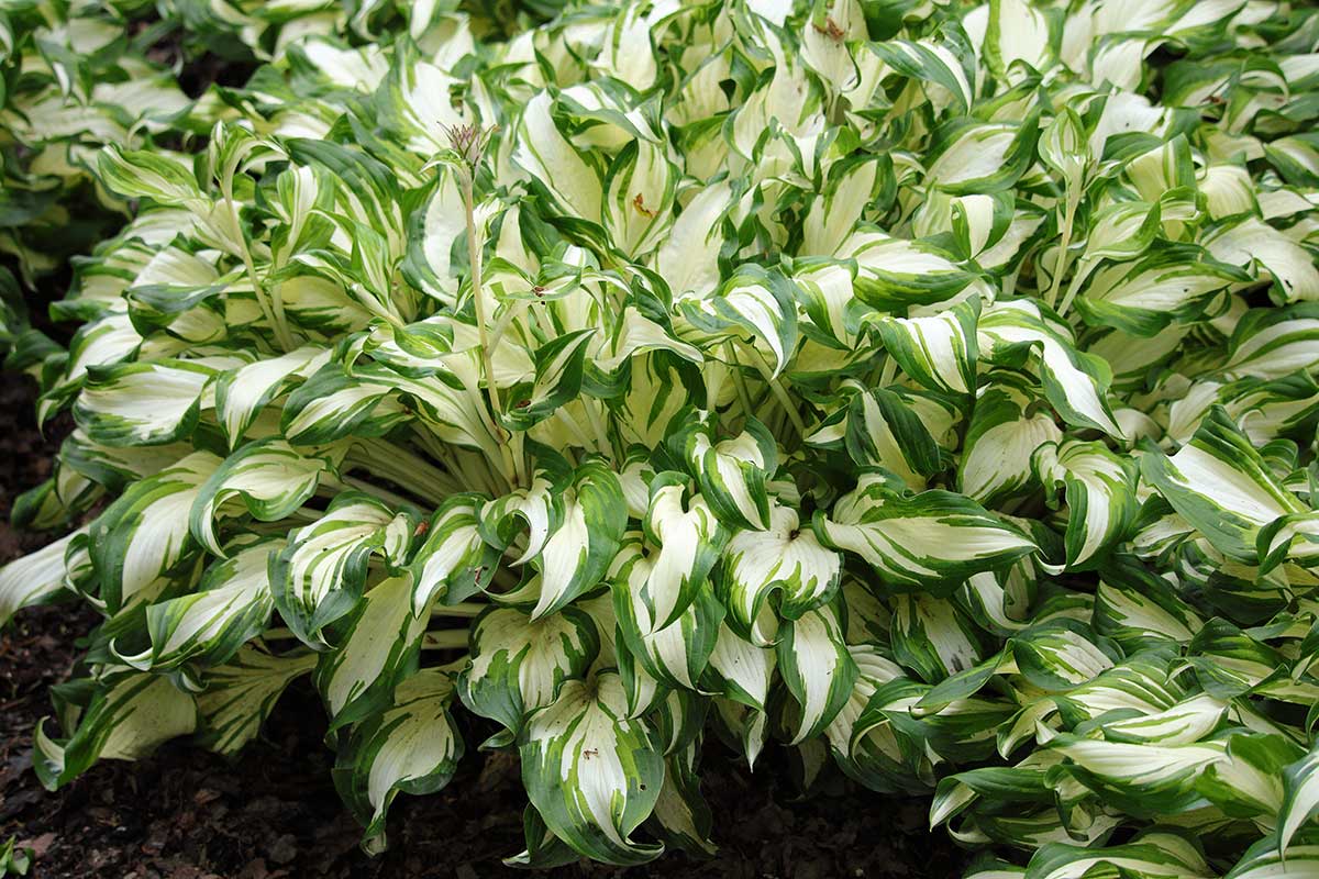 Funkia Hosta Univittata