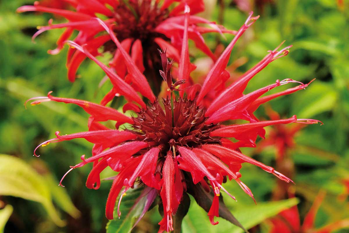 Monarda