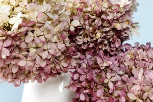 VIDEO: Ako sušiť kvety hortenzií? Vyskúšajte túto prírodnú metódu bez námahy