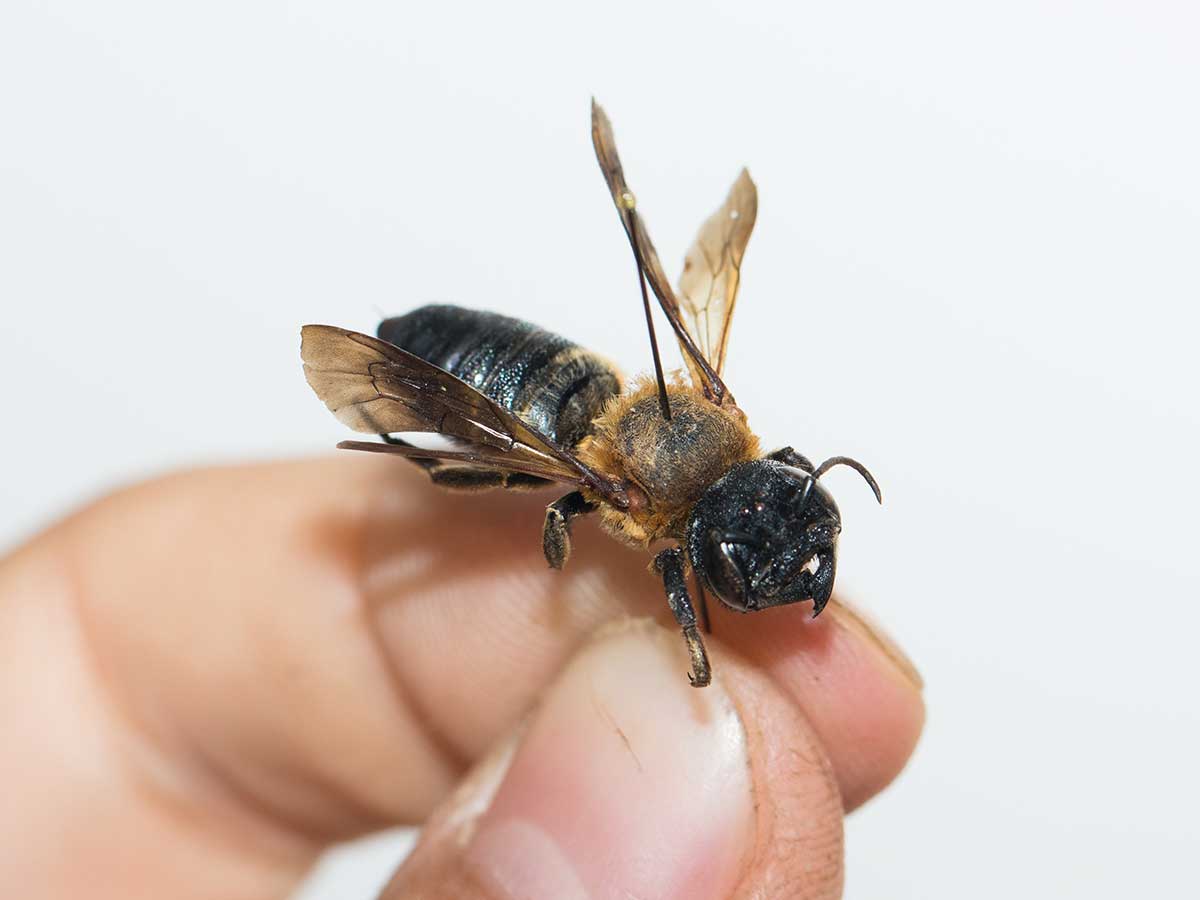 Megachile sculpturalis