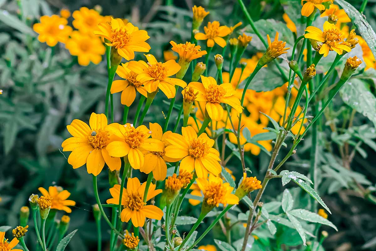 Aksamietnica Tagetes lemmonii