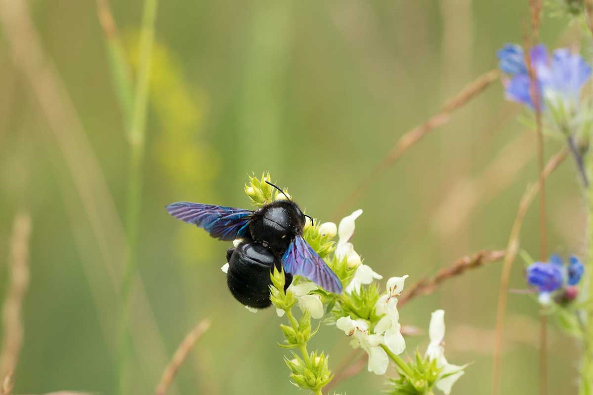 Drevár fialový Xylocopa violacea