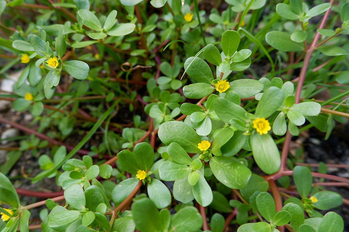 Portulaka zeleninová