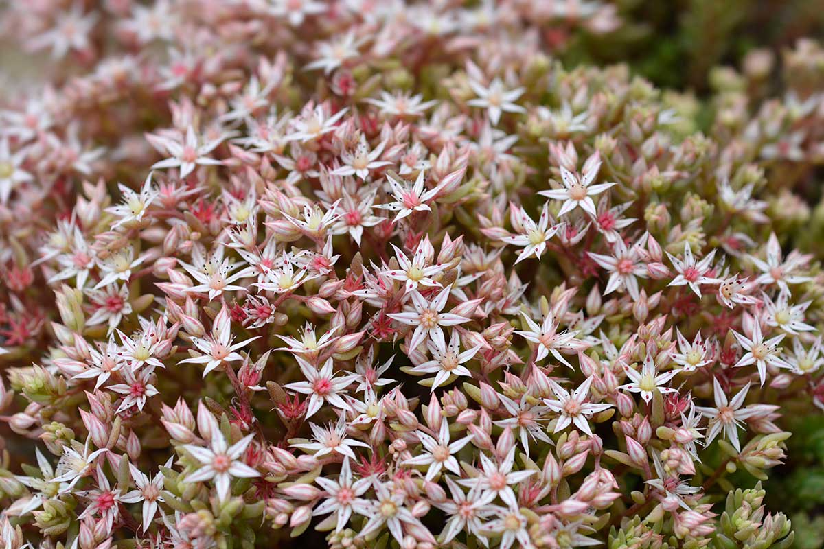 Rozchodník Sedum hispanicum