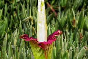 Obor medzi kvetmi: Unikátna rastlina rozkvitla v bratislavskej botanickej záhrade po prvýkrát