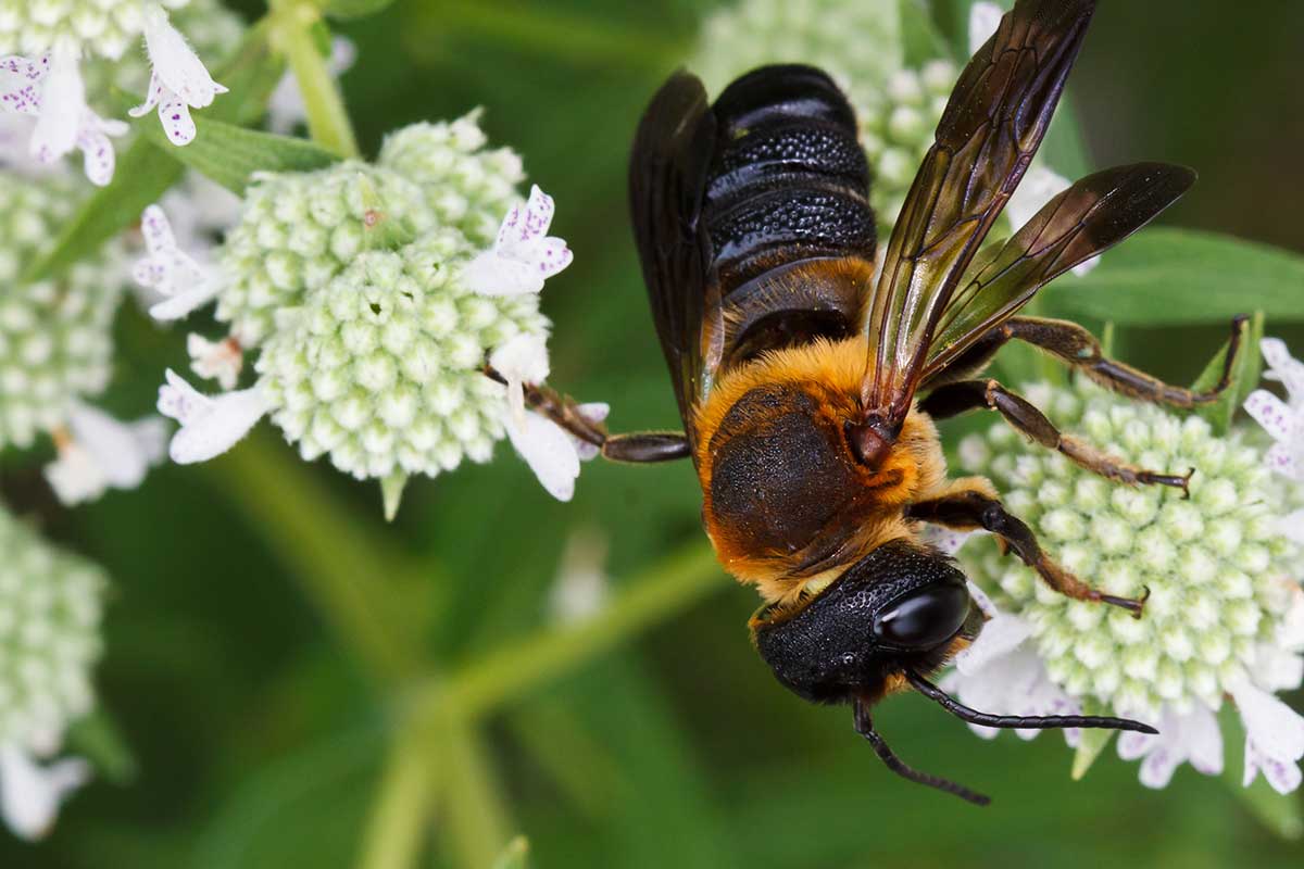 Invázna včela Megachile sculpturalis