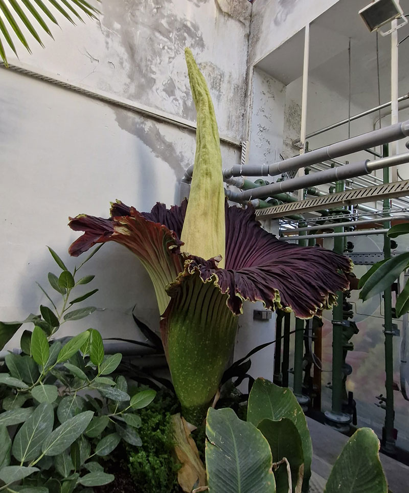 Amorphophallus titanum