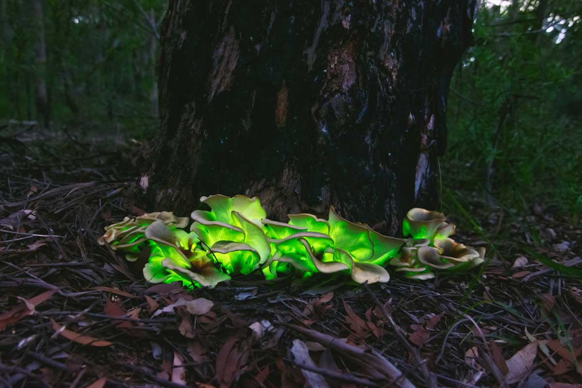 Kališník hnedooranžový alebo inak ghost mushroom