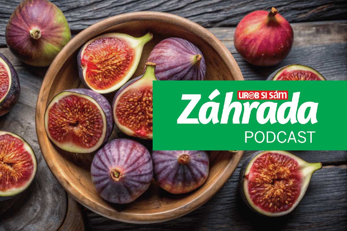 Podcast Záhrada o pestovaní fíg a výbere odrôd