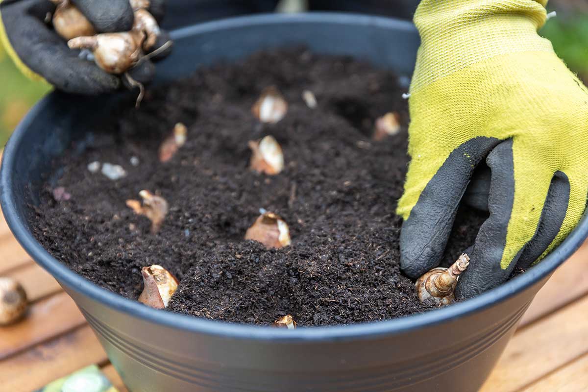 Výsadba jarných cibuľovín narcisov a tulipánov