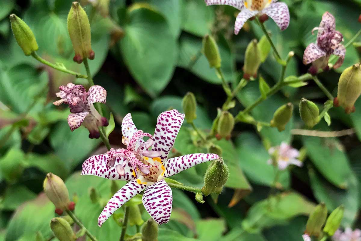 Tricyrtis