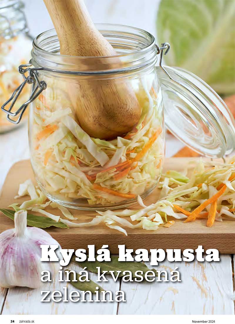 Kyslá kapusta a iná kvasená zelenina