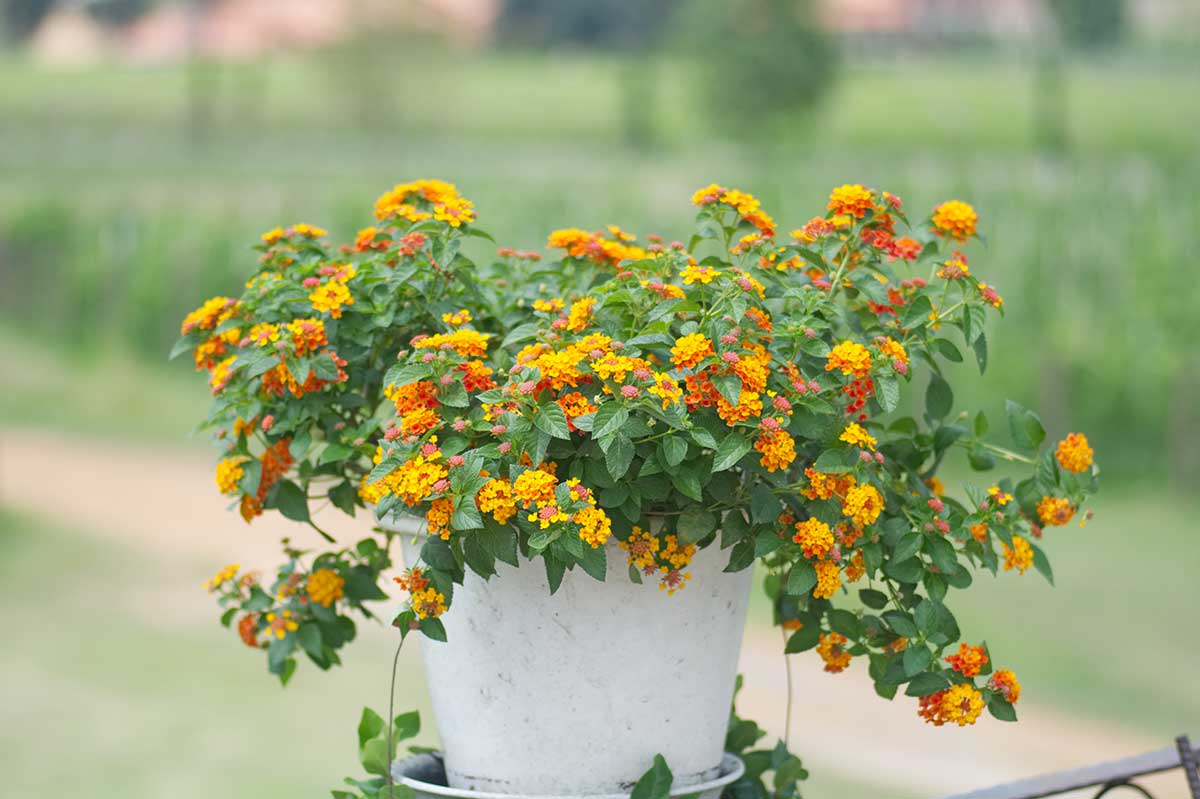 Lantana menlivá