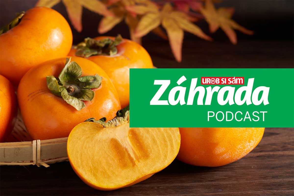 Podcast Záhrada o pestovaní hurmikaki