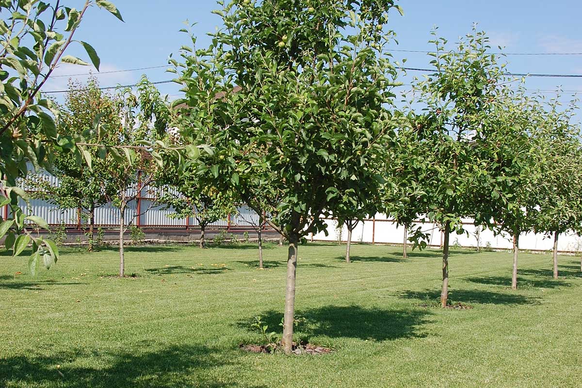 Vhodné podpníky na vysokokmene jabloní a hrušiek