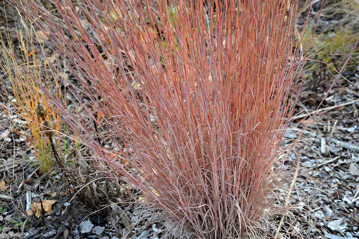 Schizachyrium scoparium