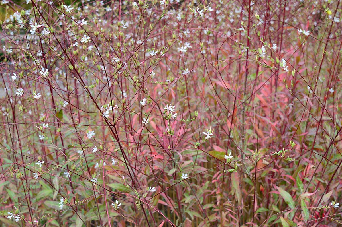 Gaura lindheimerová