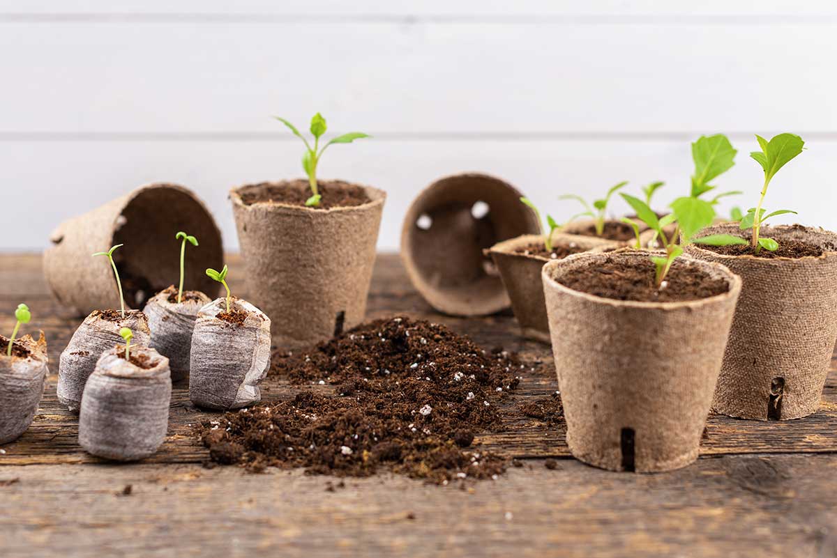 Jiffy pots a rašelinové kvetináčiky