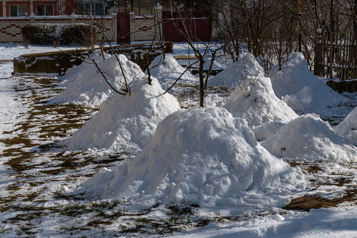 Nahrnutý sneh ako izolácia pre stromčeky