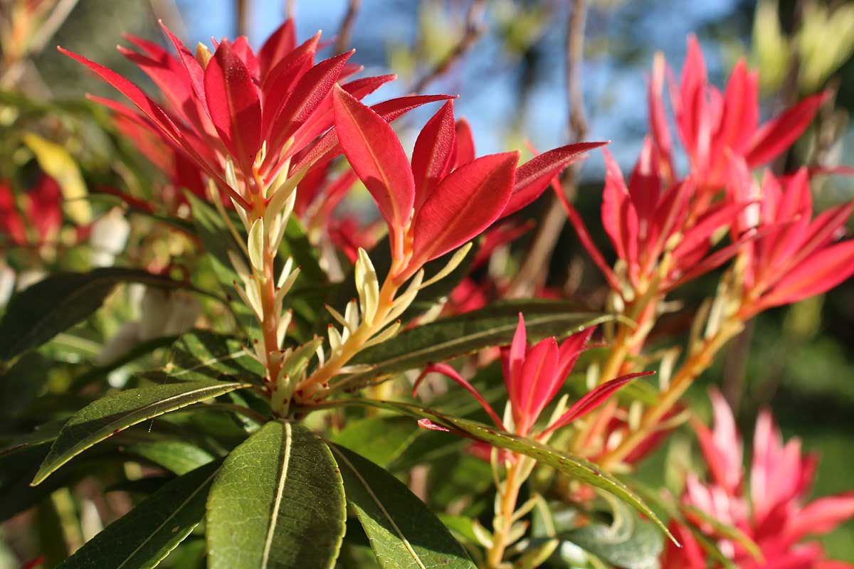 Pieris floribunda