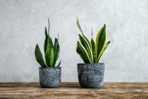 Sansevieria, sukulentný chameleón: Čo vyžaduje izbovka, ktorú nezničí ani úplný začiatočník?