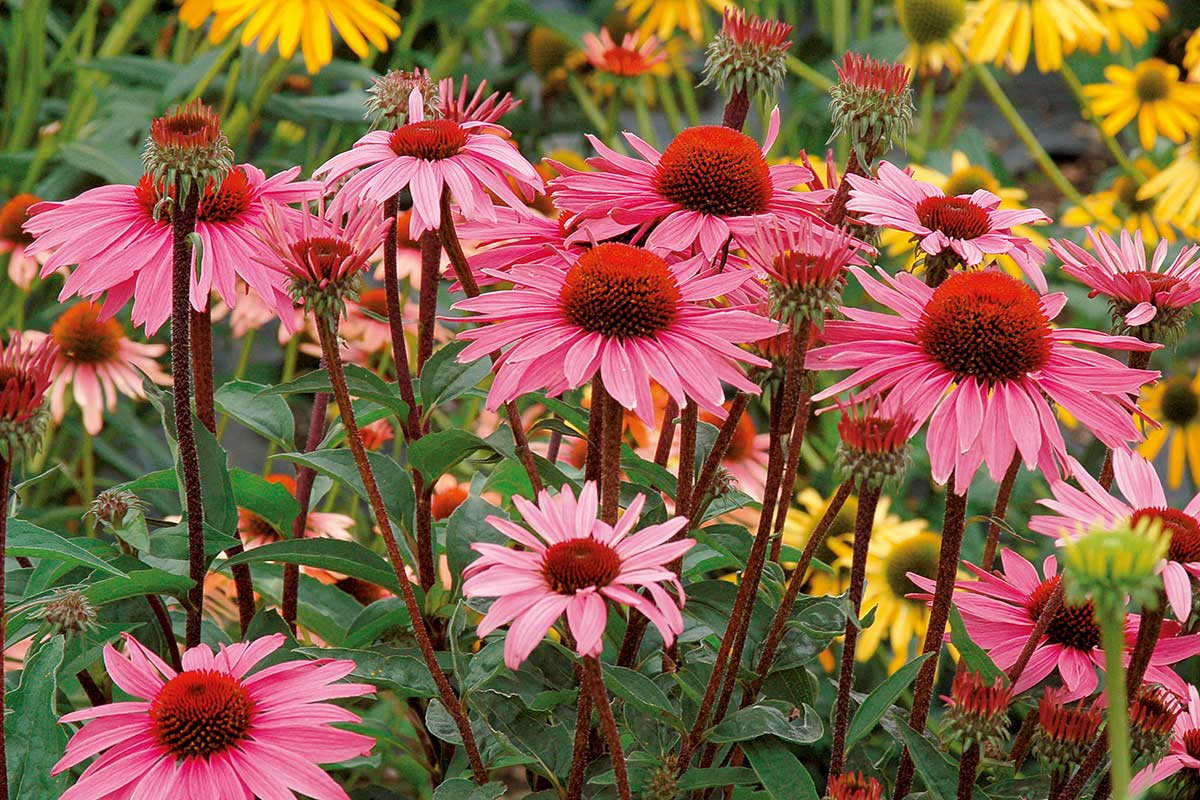 Echinacea