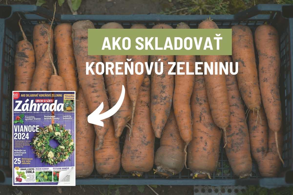 Článok o skladovaní koreňovej zeleniny v časopise Záhrada