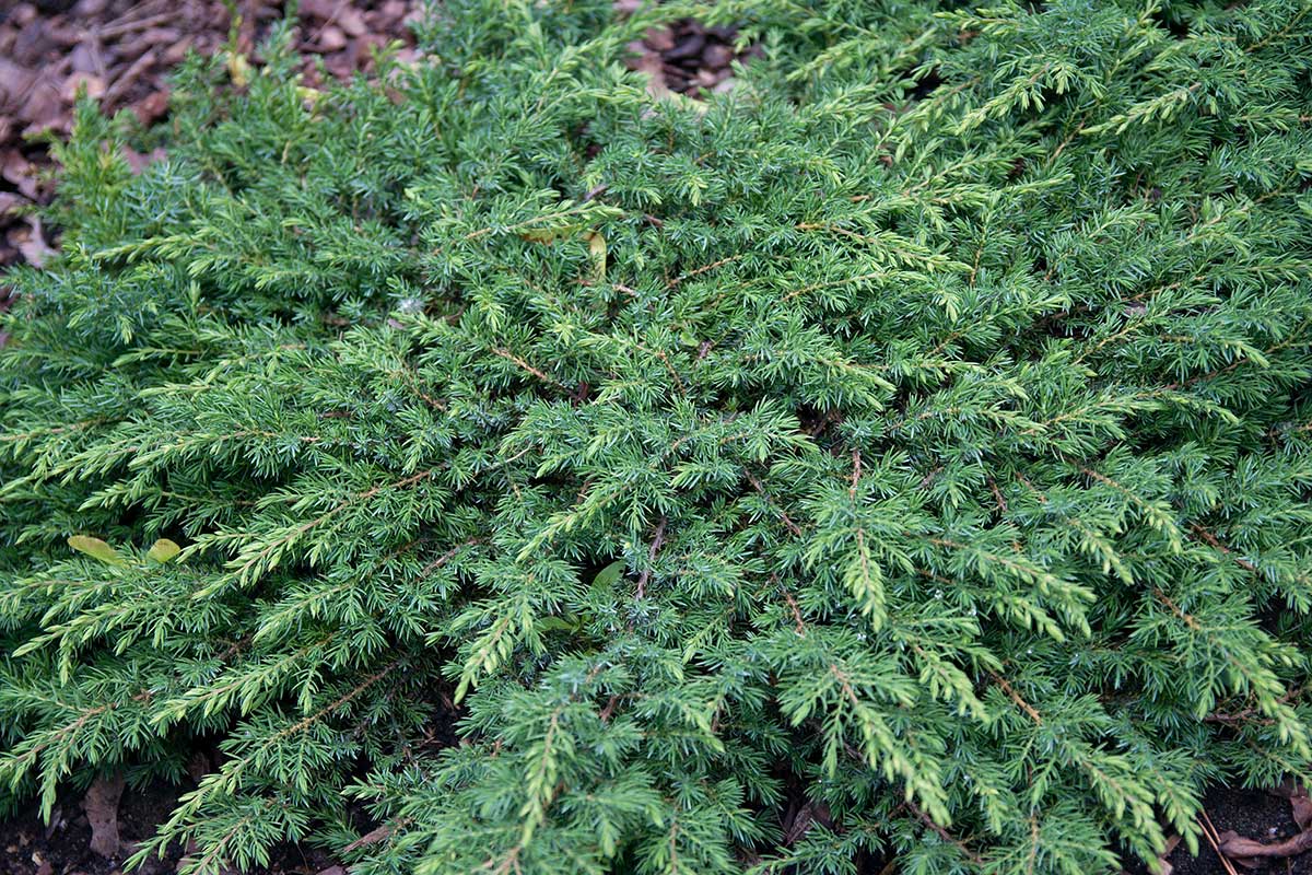 borievka obycajna green Borievka obyčajná ’Green Carpet‘