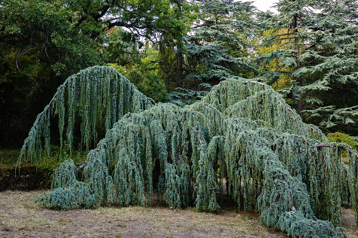 Céder atlantský ’Glauca Pendula‘