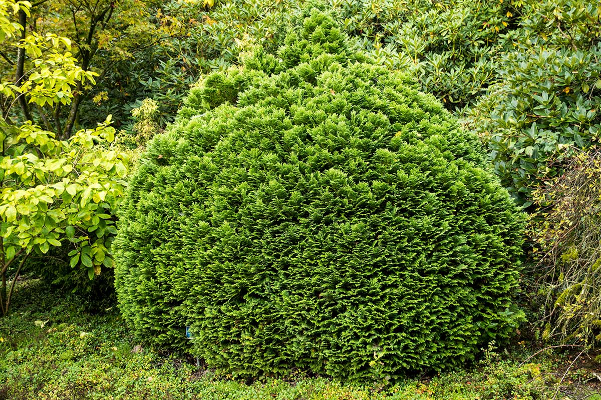 Cypruštek Lawsonov ’Minima Glauca‘