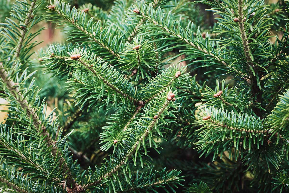 Jedľa kaukazská Abies nordmanniana