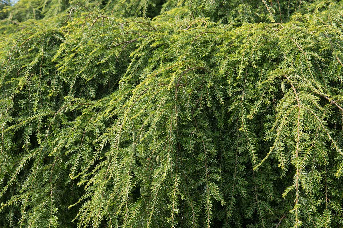 Jedľovec kanadský ’Pendula‘