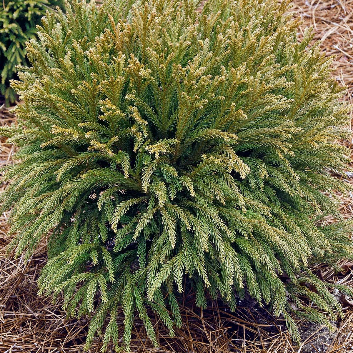 Kryptoméria japonská ’Globosa Nana‘