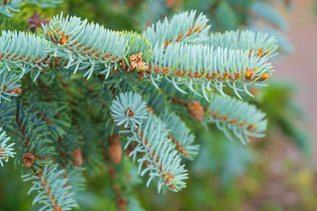 Smrek strieborný Picea pungens Glauca