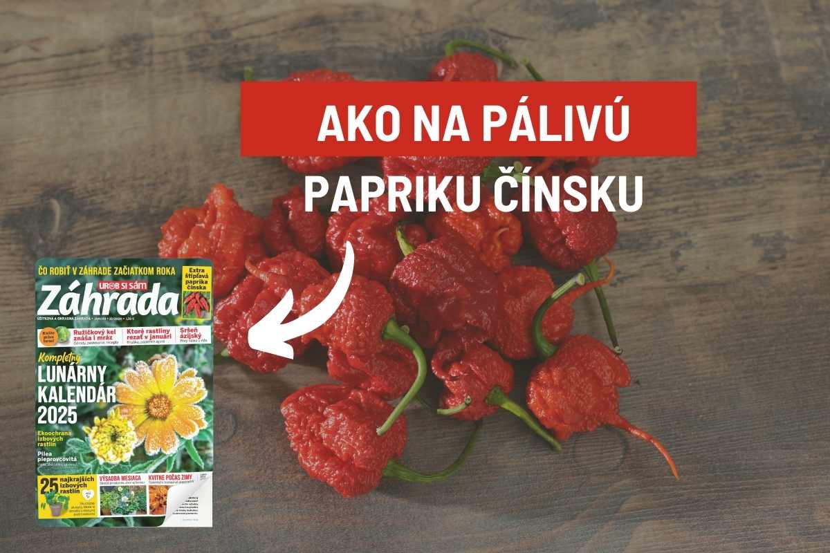 Článok Ako na pálivú papriku čínsku v časopise Záhrada