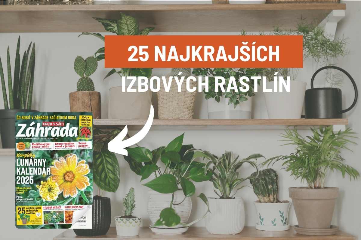 Článok 25 najkrajších izbových rastlín v časopise Záhrada