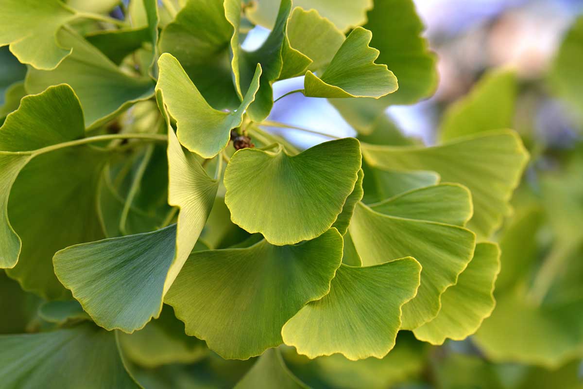 Pestovanie ginka v záhrade