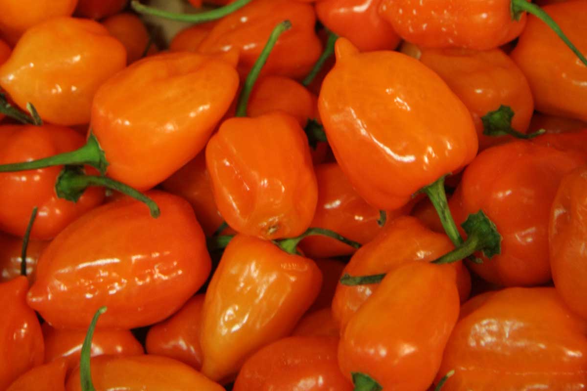 Odroda čínskej papriky Habanero Orange