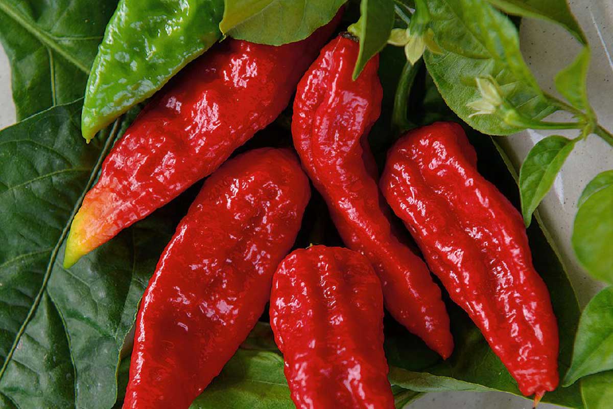 Odroda čínskej papriky Naga Morich Red