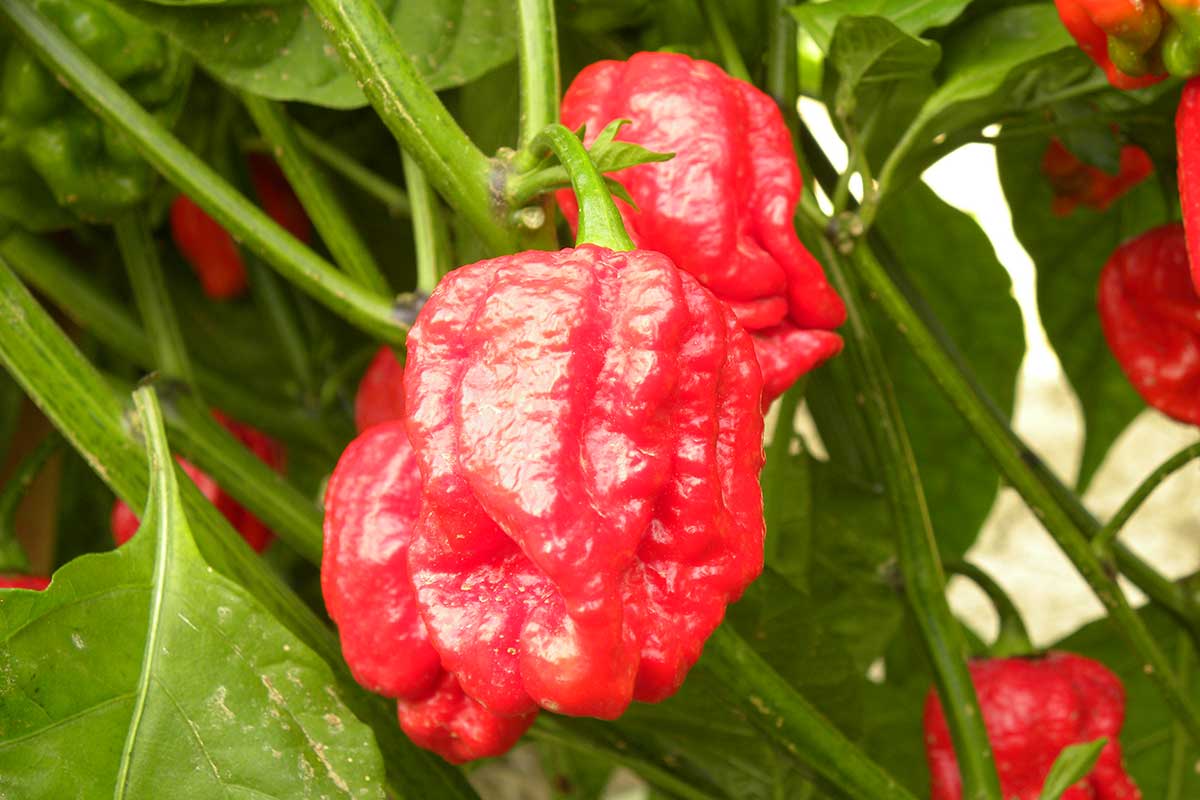 Odroda čínskej papriky Trinidad Moruga Scorpion Red