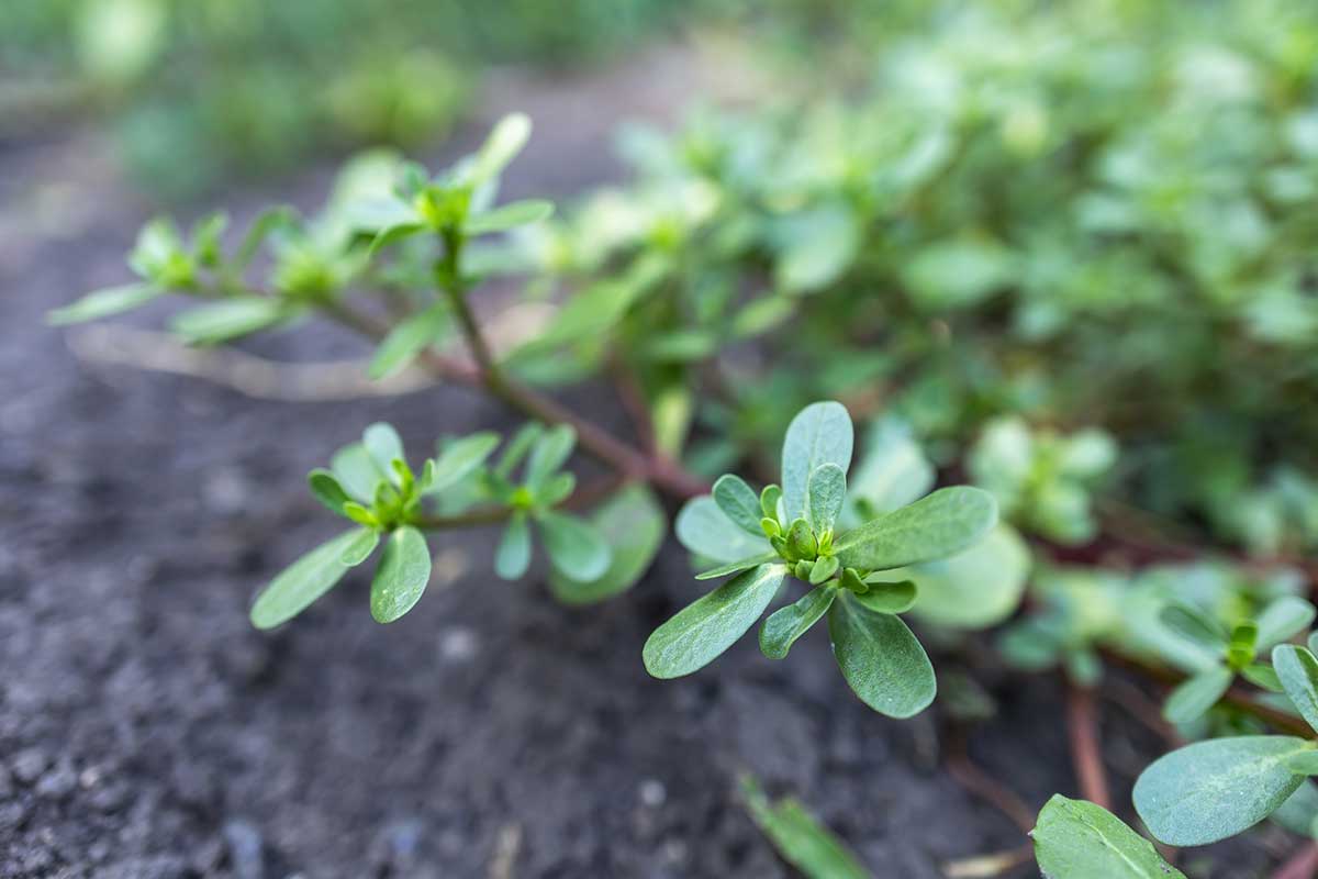 Portulaka zeleninová