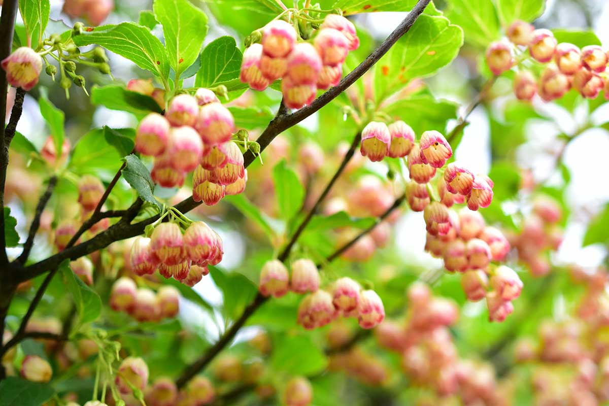 Enkiant zvončekovitý, nazývaný aj zvonkovec