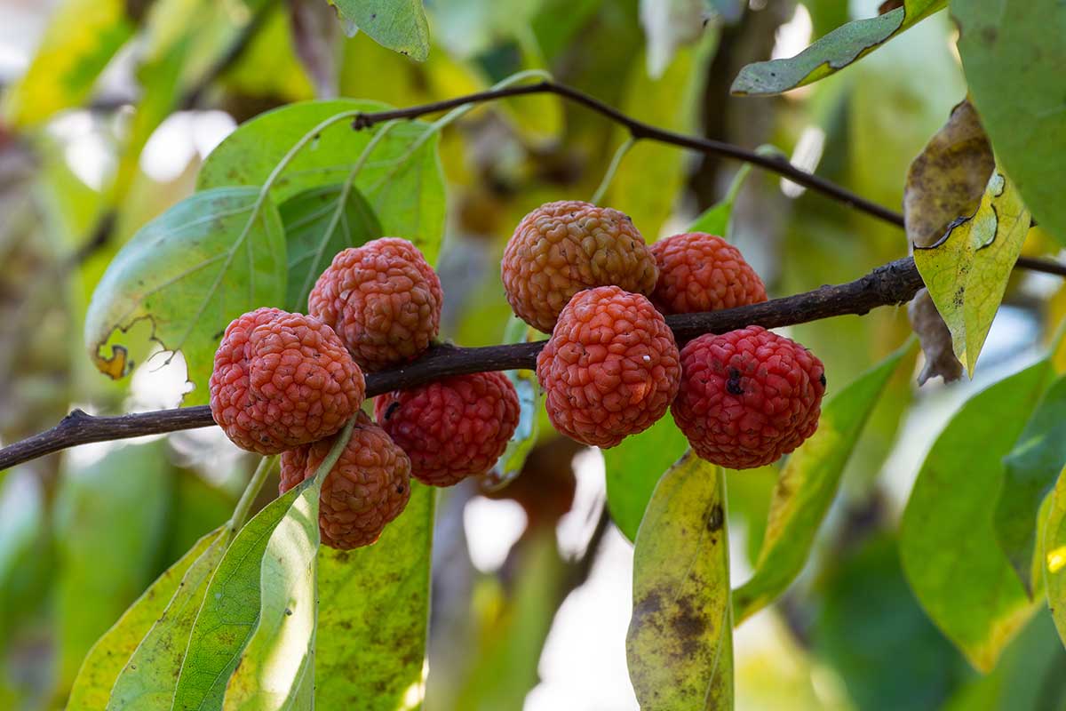 Plody kudránie trojlaločnej