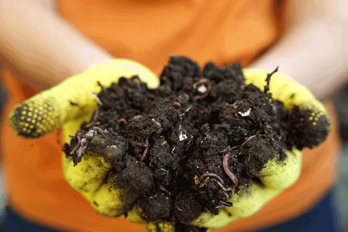 Vermikompost ako účinné hnojivo do záhrady